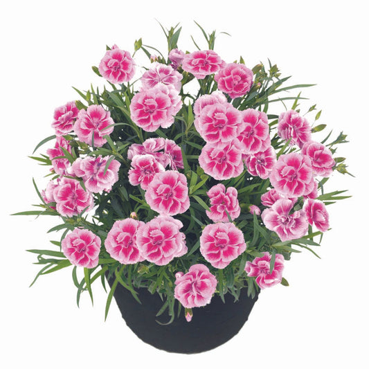 ODESSA® Easy Pink Carnation