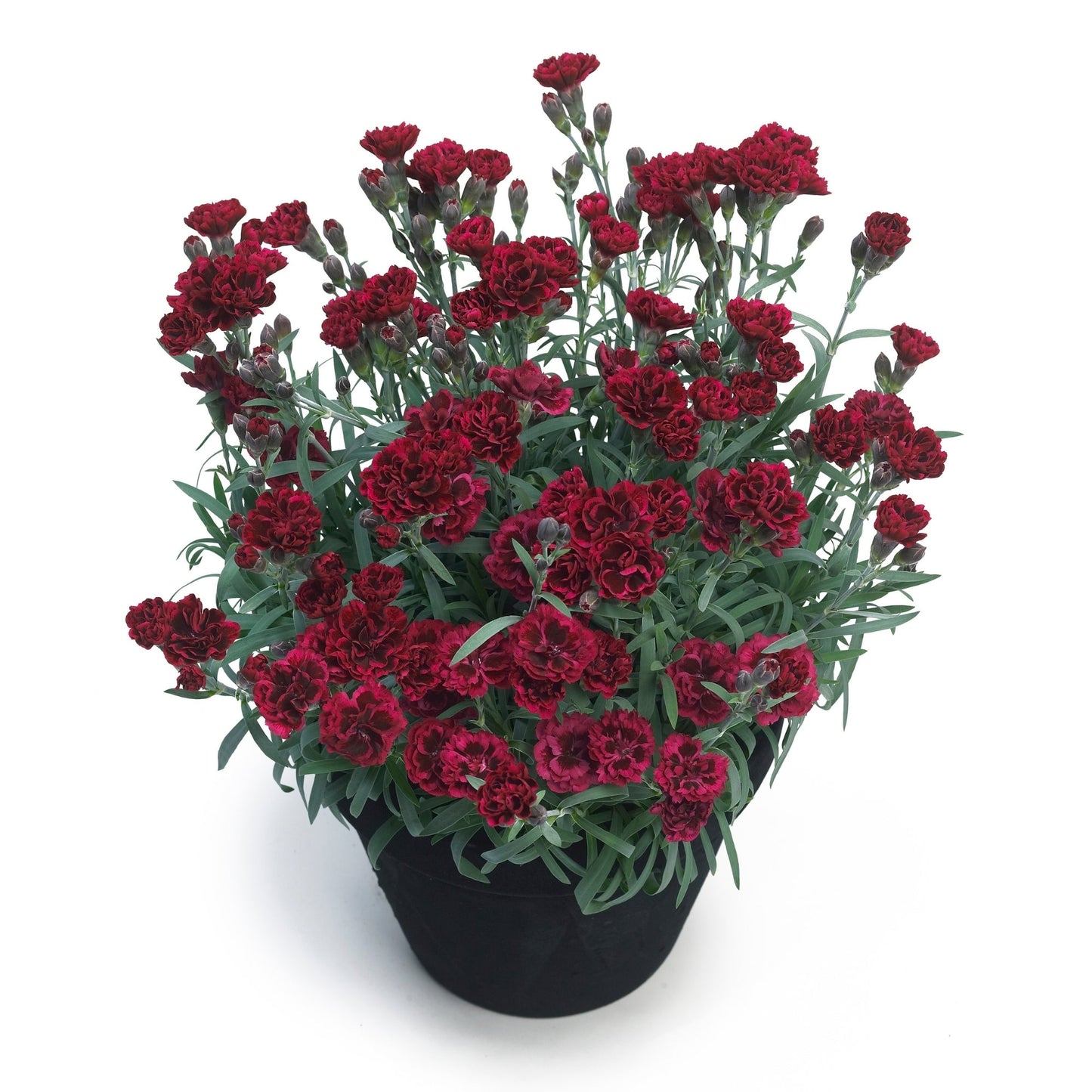 ODESSA® Red Carnation