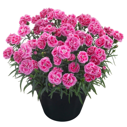 ODESSA® Twiggy Carnation