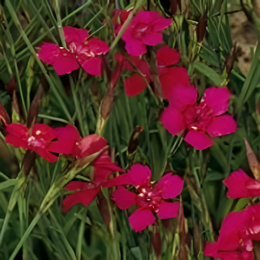 Flashing Light' Maiden Pink