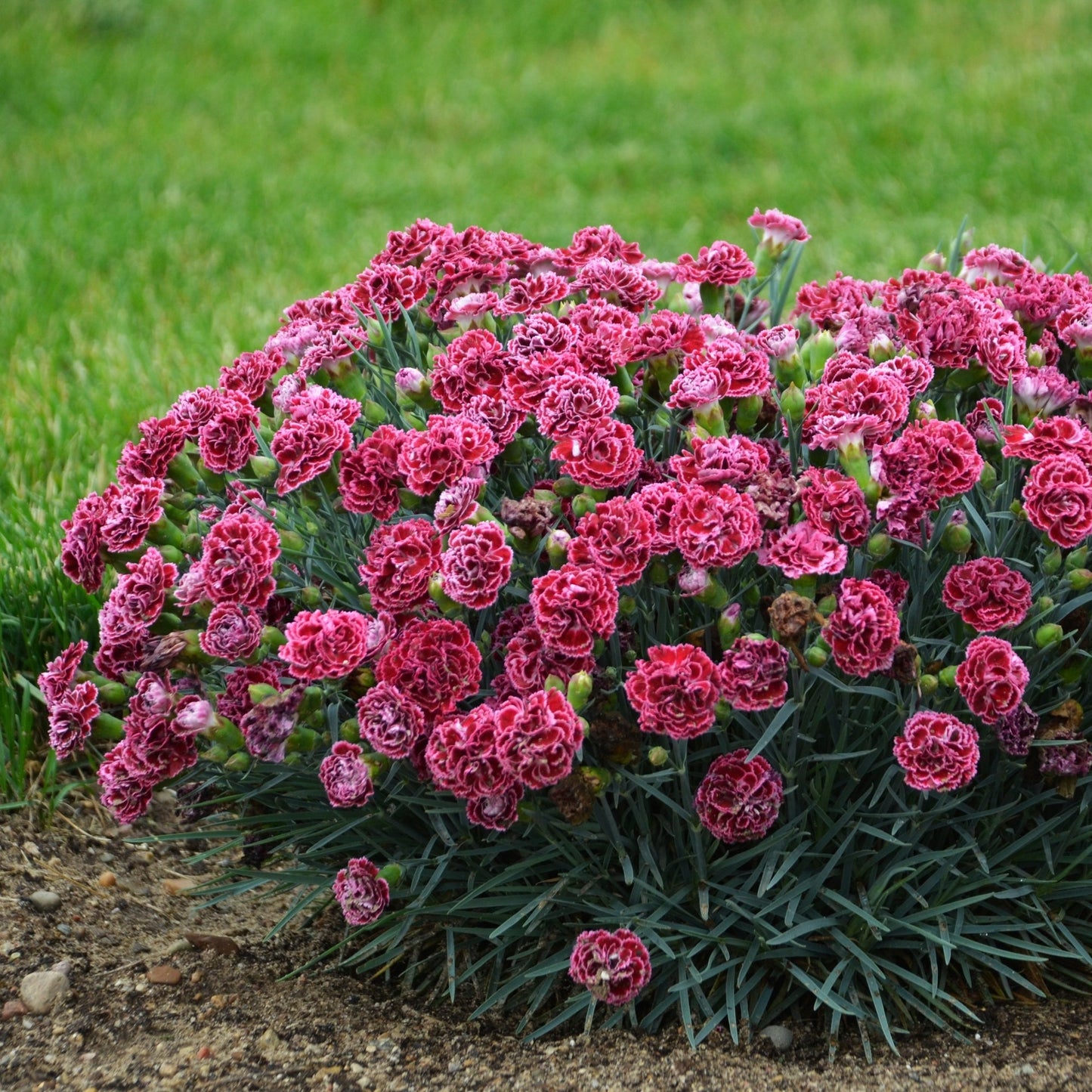 FRUIT PUNCH® Cherry Vanilla Pink Dianthus