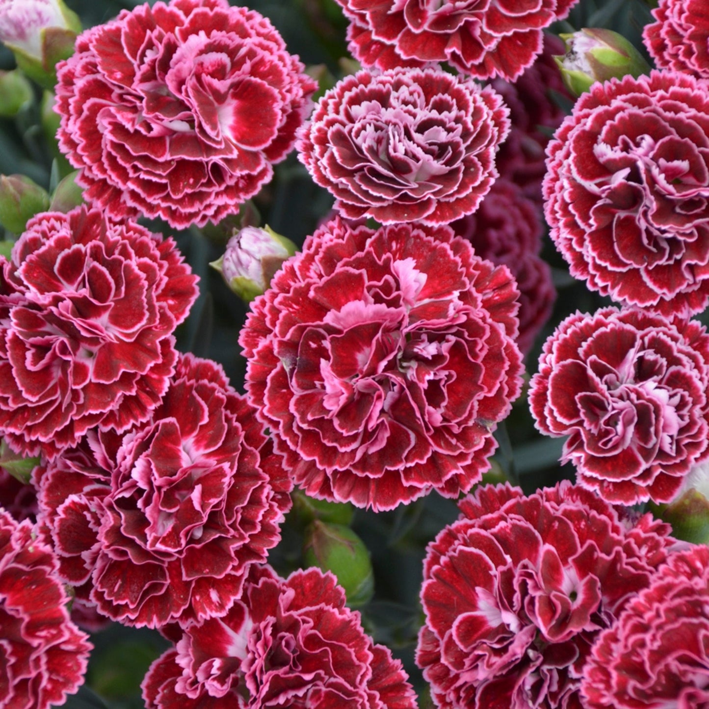 FRUIT PUNCH® Cherry Vanilla Pink Dianthus