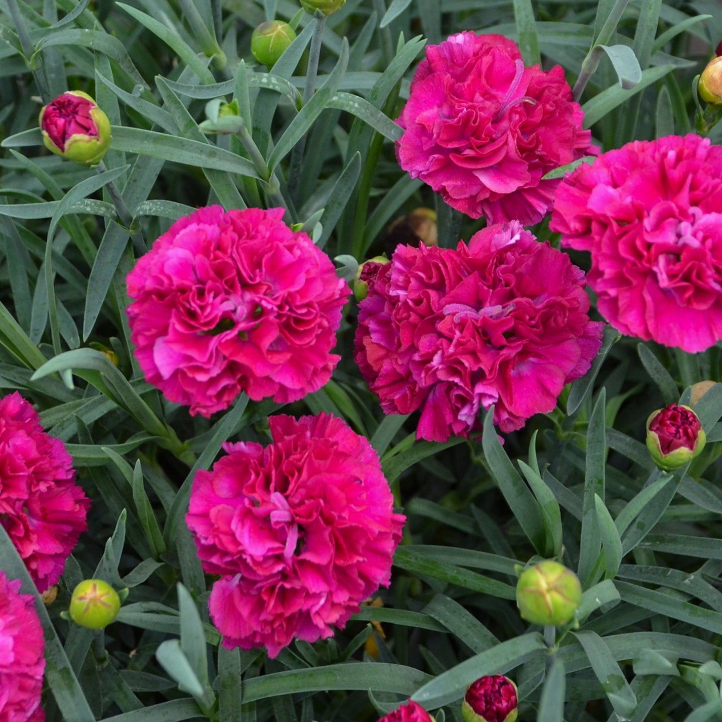 FRUIT PUNCH® Funky Fuchsia Pink Dianthus – Jardineries Botanix