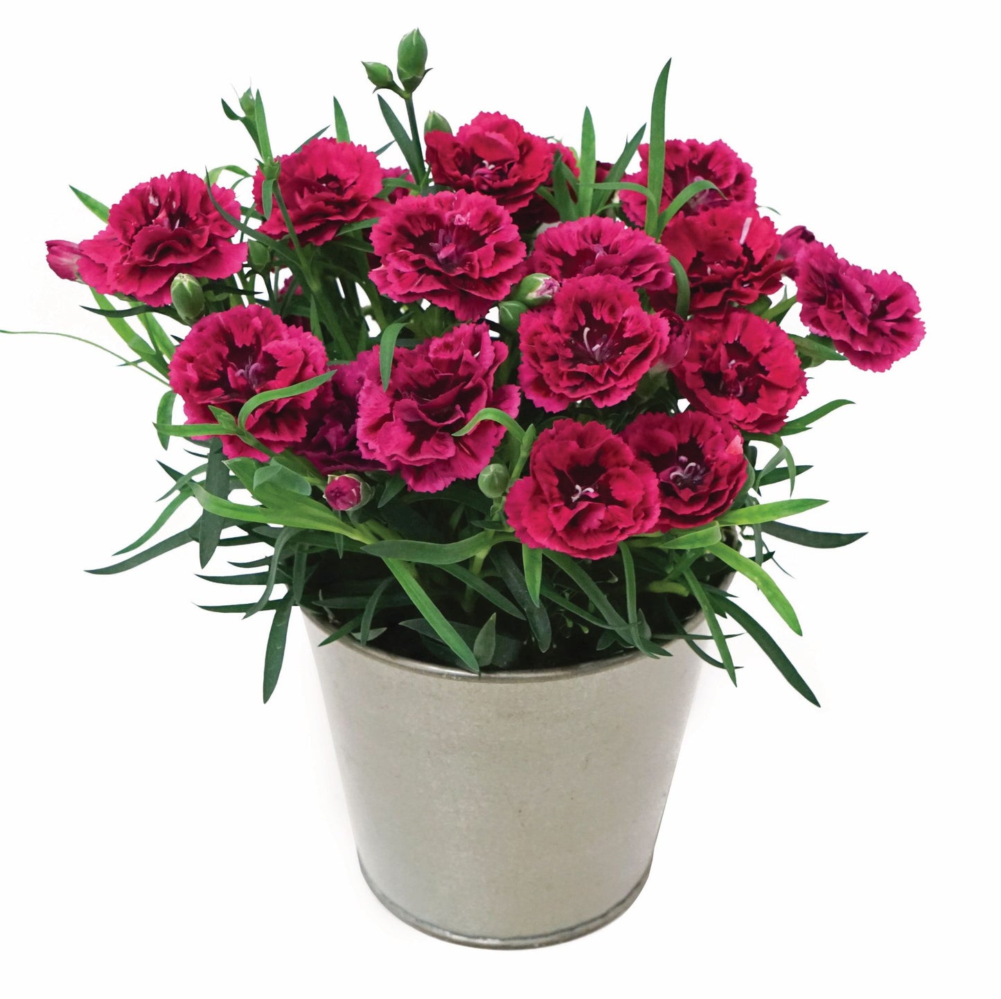 Dianthus DiaDeur™ Magenta+Red – DiaDeur™ Magenta+Red Carnation