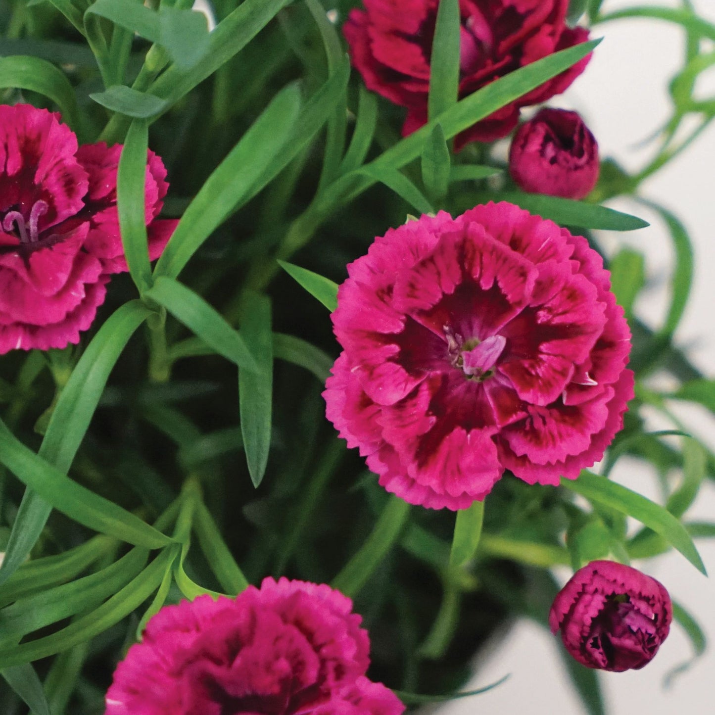 Dianthus DiaDeur™ Magenta+Red – DiaDeur™ Magenta+Red Carnation