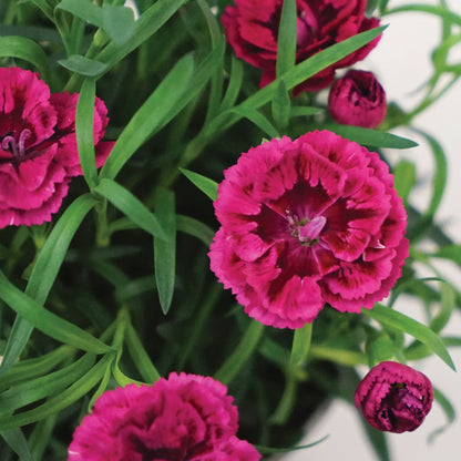 Dianthus DiaDeur™ Magenta+Red – DiaDeur™ Magenta+Red Carnation