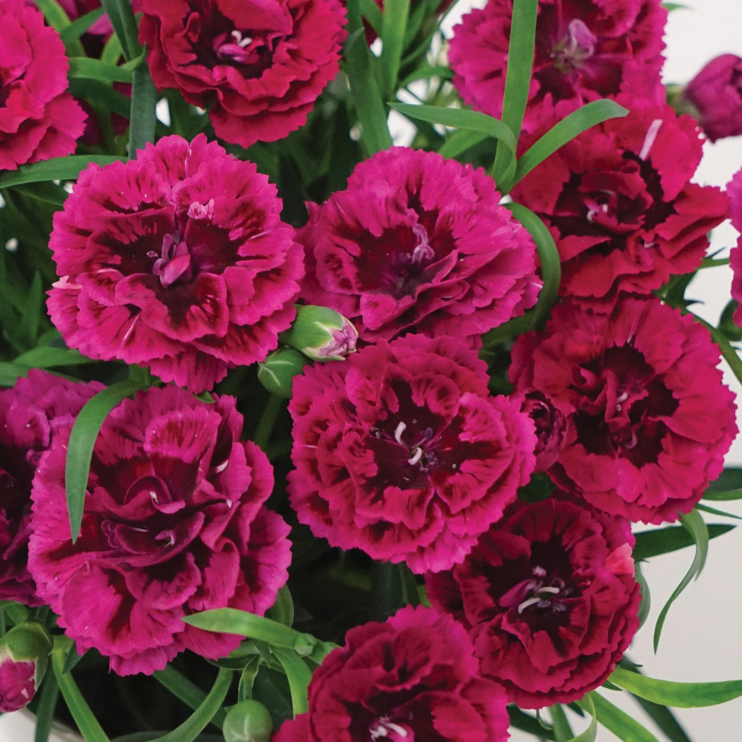 Dianthus DiaDeur™ Magenta+Red – DiaDeur™ Magenta+Red Carnation