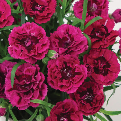 Dianthus DiaDeur™ Magenta+Red – DiaDeur™ Magenta+Red Carnation