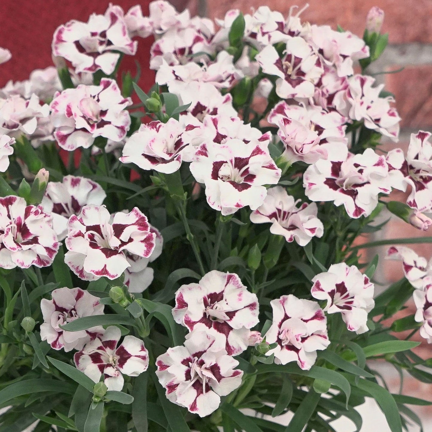 EVERLAST™ Pink Dianthus