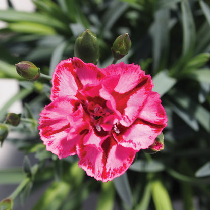 EVERLAST™ Pink Dianthus