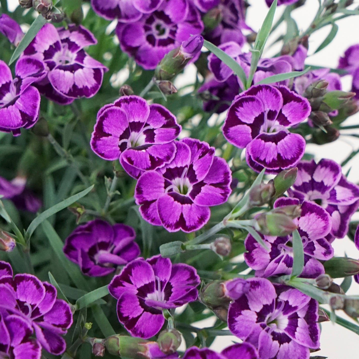 EVERLAST™ Pink Dianthus