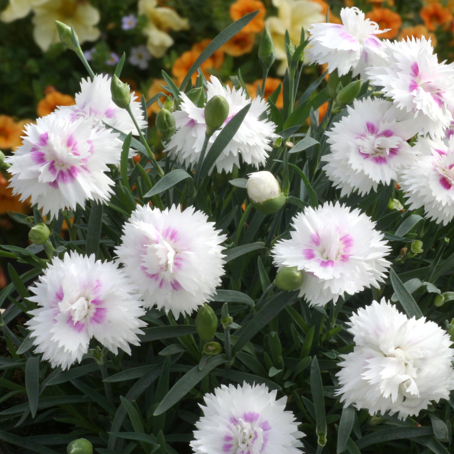 EVERLAST™ Pink Dianthus