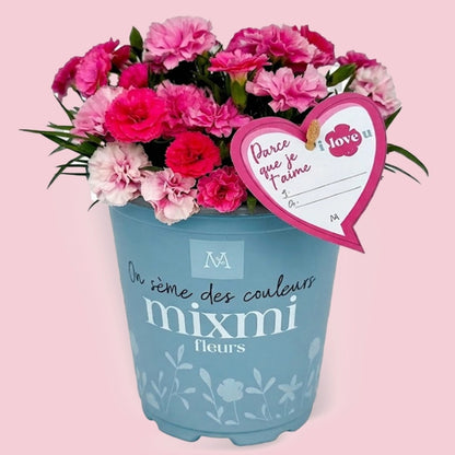 Dianthus 'I Love U' – Œillet 'I Love U'