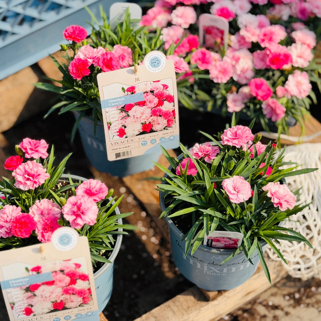 Dianthus 'I Love U' – Œillet 'I Love U'