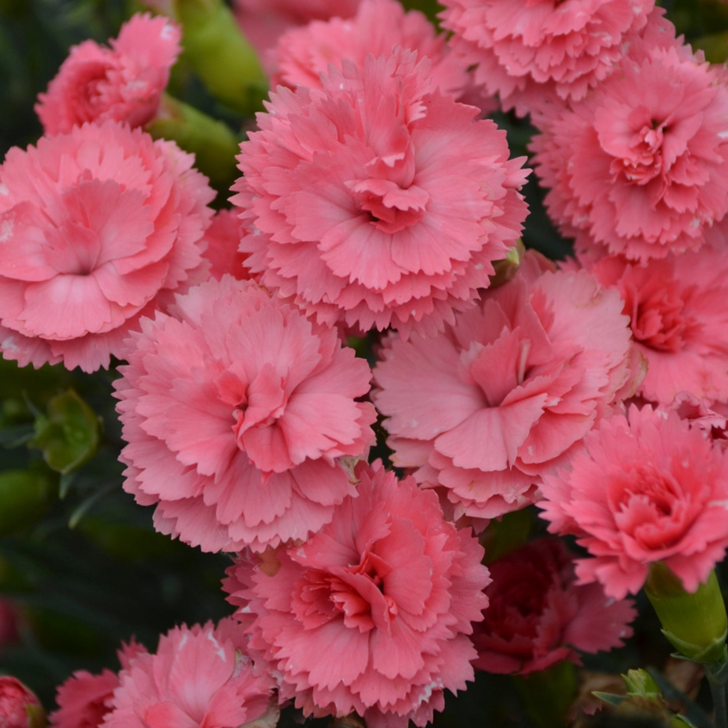 FRUIT PUNCH® Maraschino Pink Dianthus