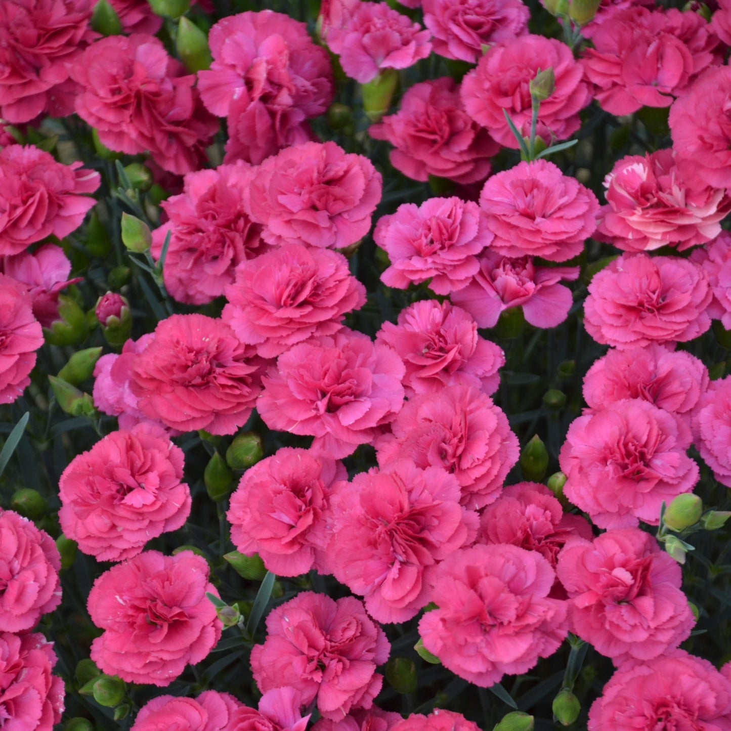 Dianthus PRETTY POPPERS® 'Double Bubble' – 'Double Bubble' Pinks