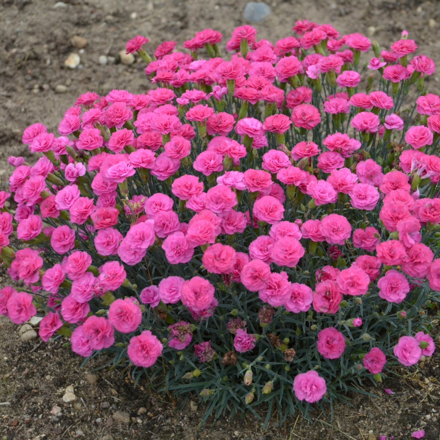 Dianthus PRETTY POPPERS® 'Double Bubble' – 'Double Bubble' Pinks