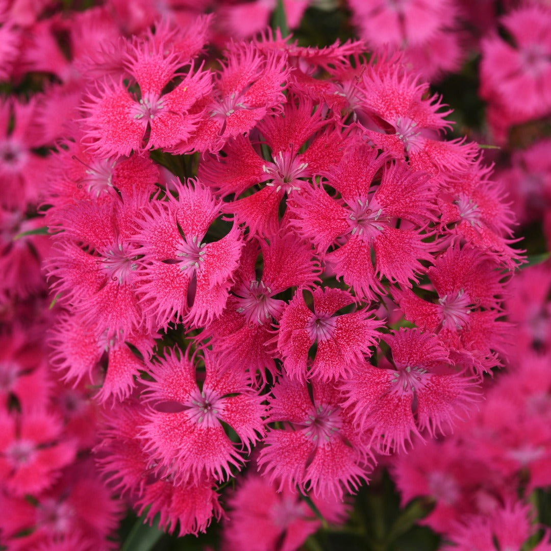 Dianthus x barbatus Rockin'™ Rose' – Rockin'™ Rose' Sweet William