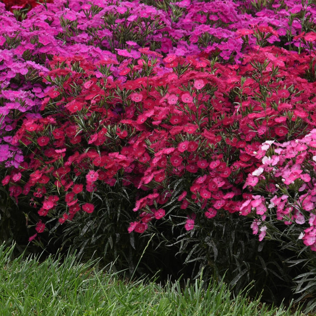 Dianthus x barbatus Rockin'™ Rose' – Rockin'™ Rose' Sweet William