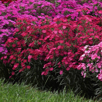 Dianthus x barbatus Rockin'™ Rose' – Rockin'™ Rose' Sweet William