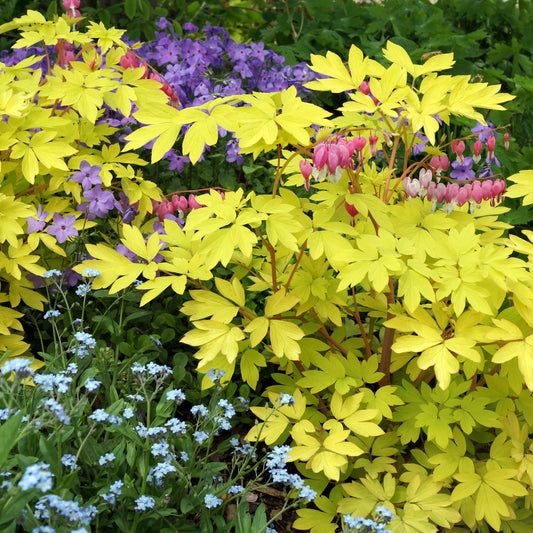 Dicentra spectabilis 'Gold Heart' – 'Gold Heart' Bleeding Heart