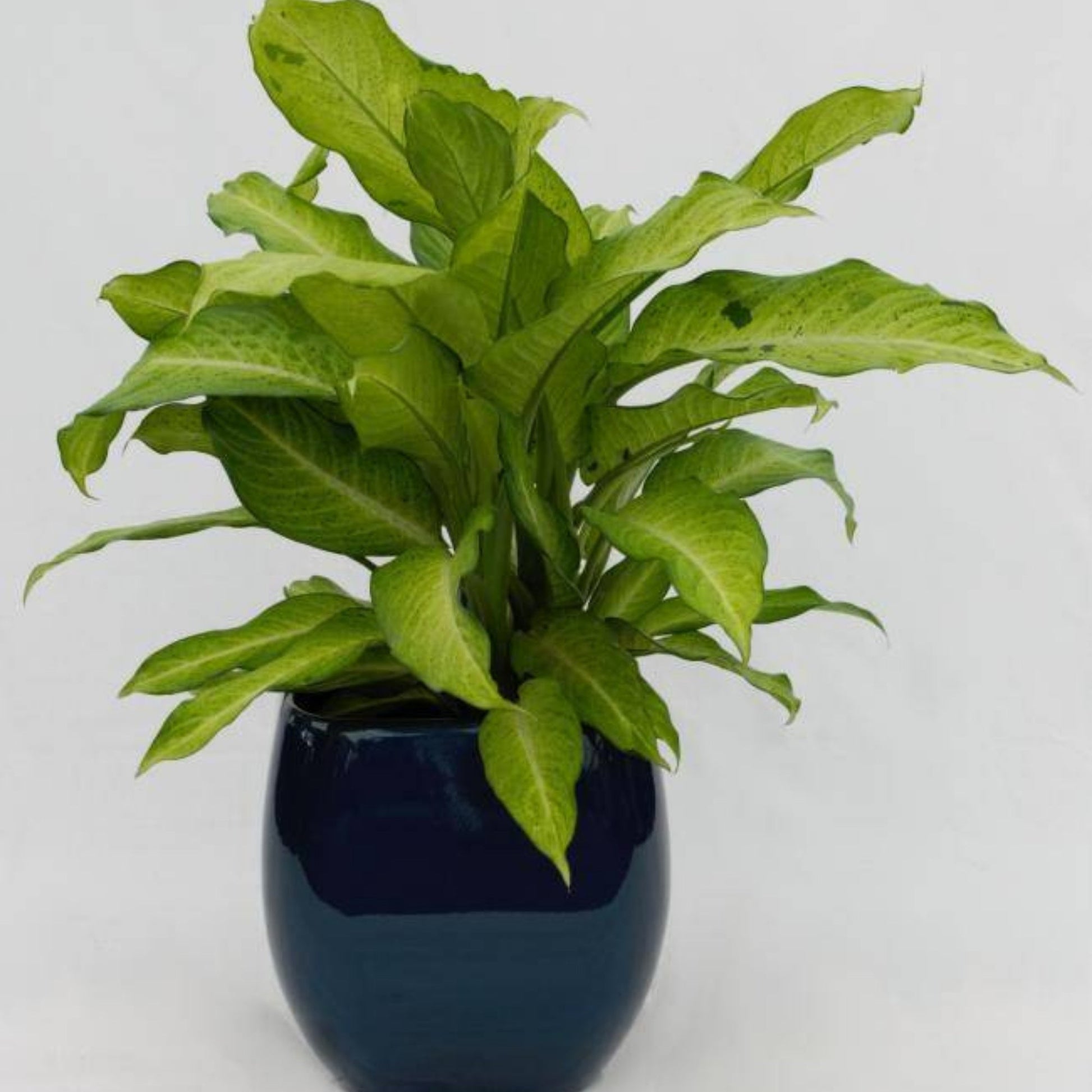 dieffenbachia camouflage height Camouflage' Dieffenbackia – Jardineries Botanix
