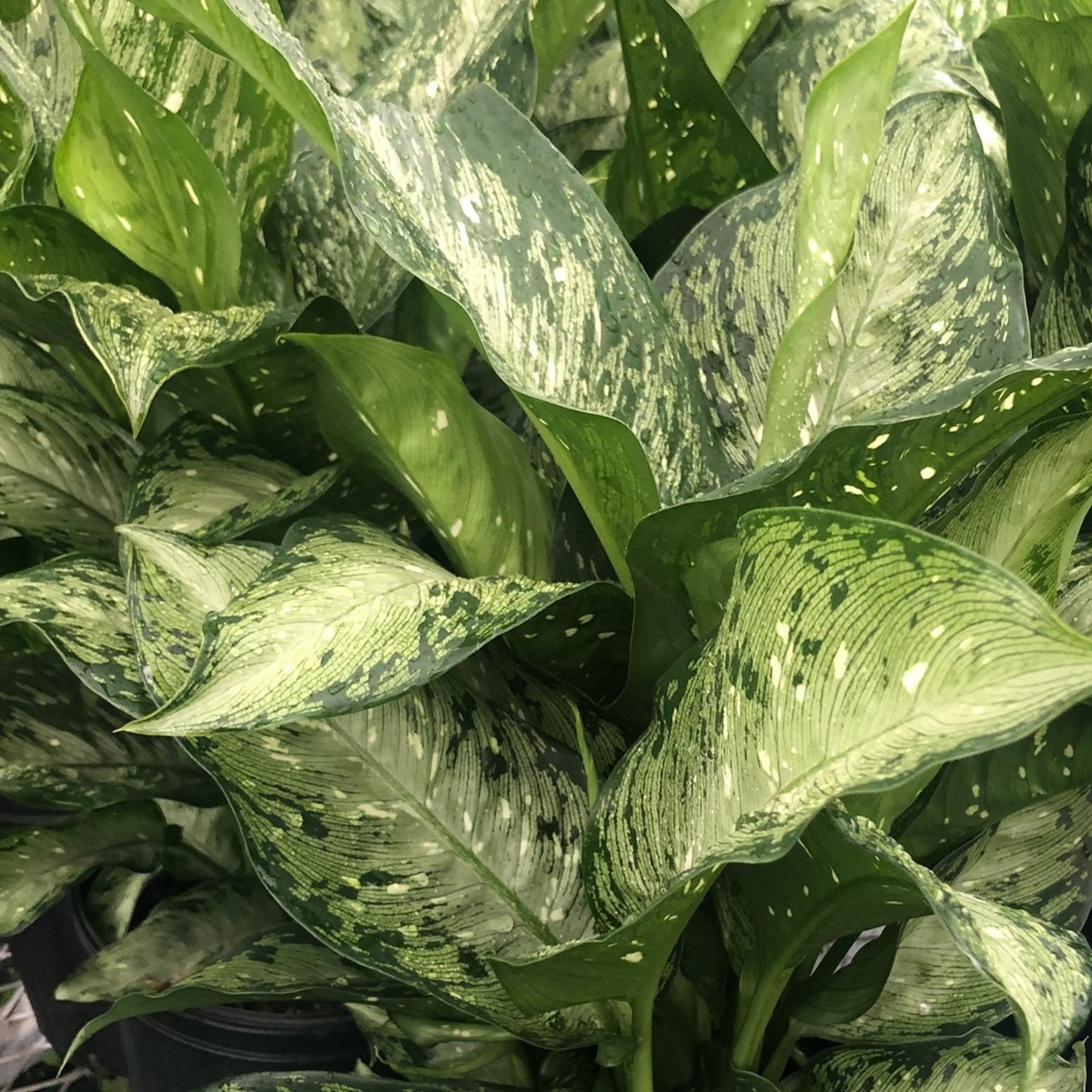 dieffenbachia camoflauge Camouflage' Dieffenbackia – Jardineries Botanix