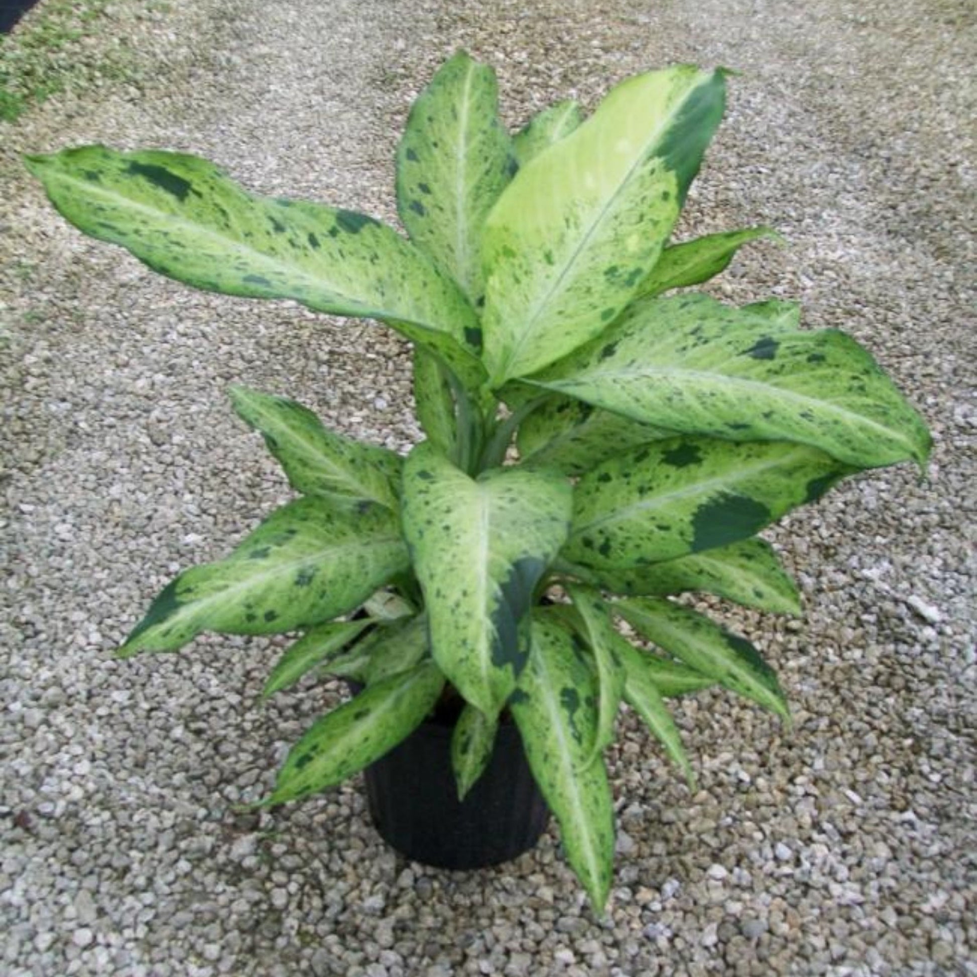 dieffenbachia camouflage variant Camouflage' Dieffenbackia – Jardineries Botanix