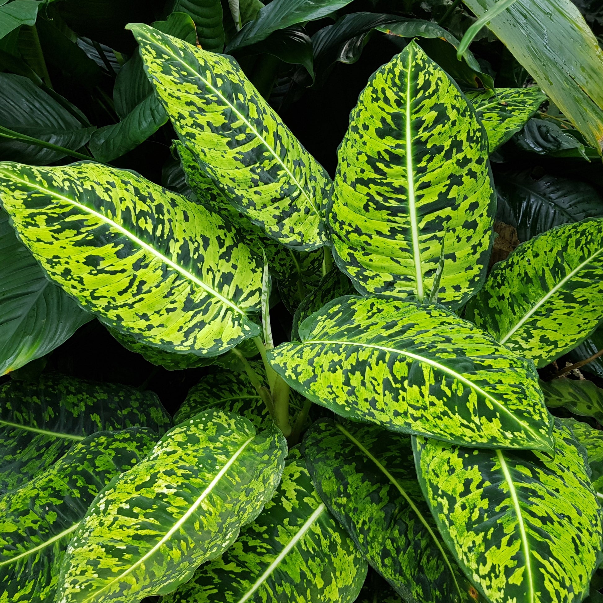 dieffenbachia sunlight requirements Dieffenbachia 'Reflector' | Unique Reflective Foliage
