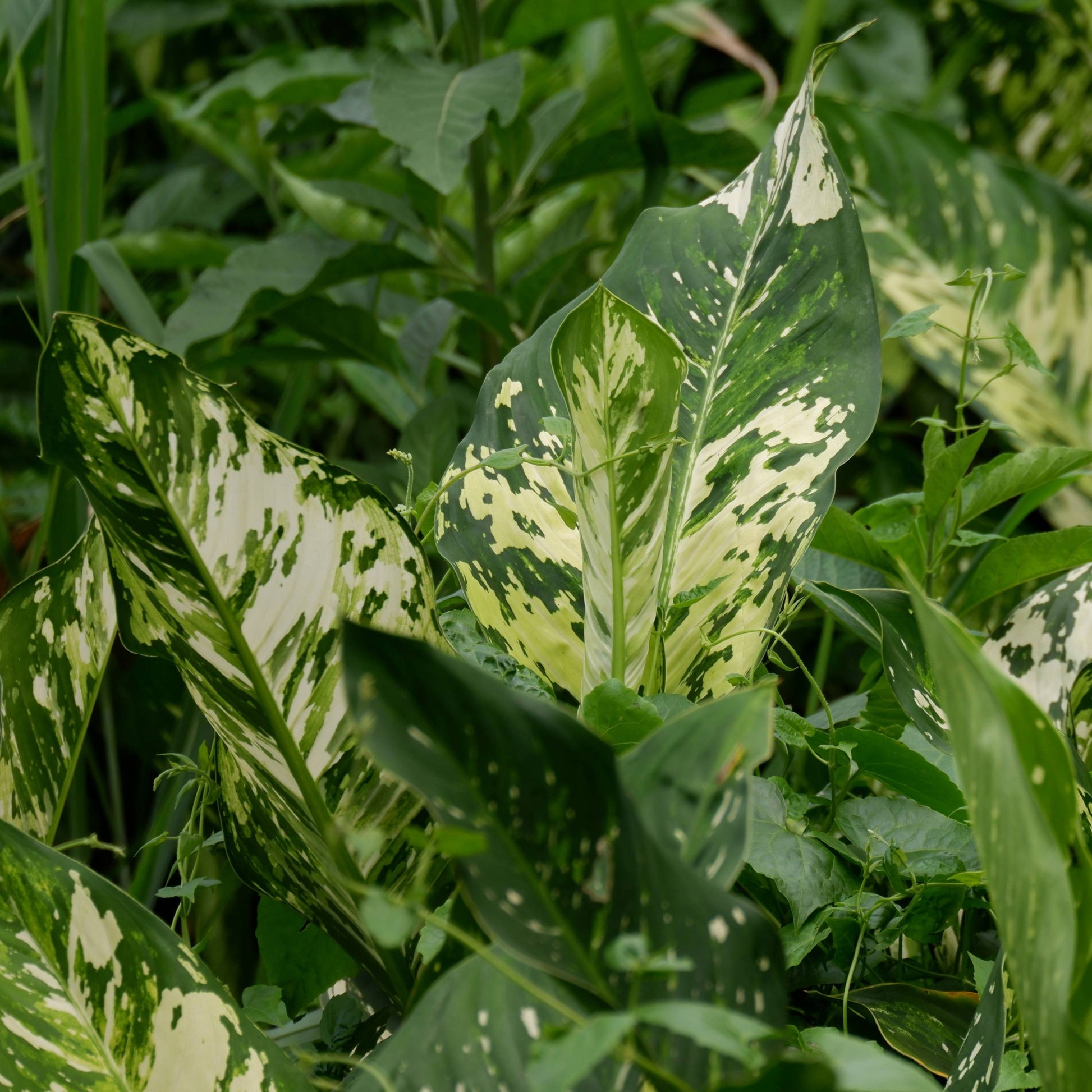 dieffenbachia seguine entretien Dieffenbachia 'Aurora' : Plante d'Intérieur Facile et Colorée