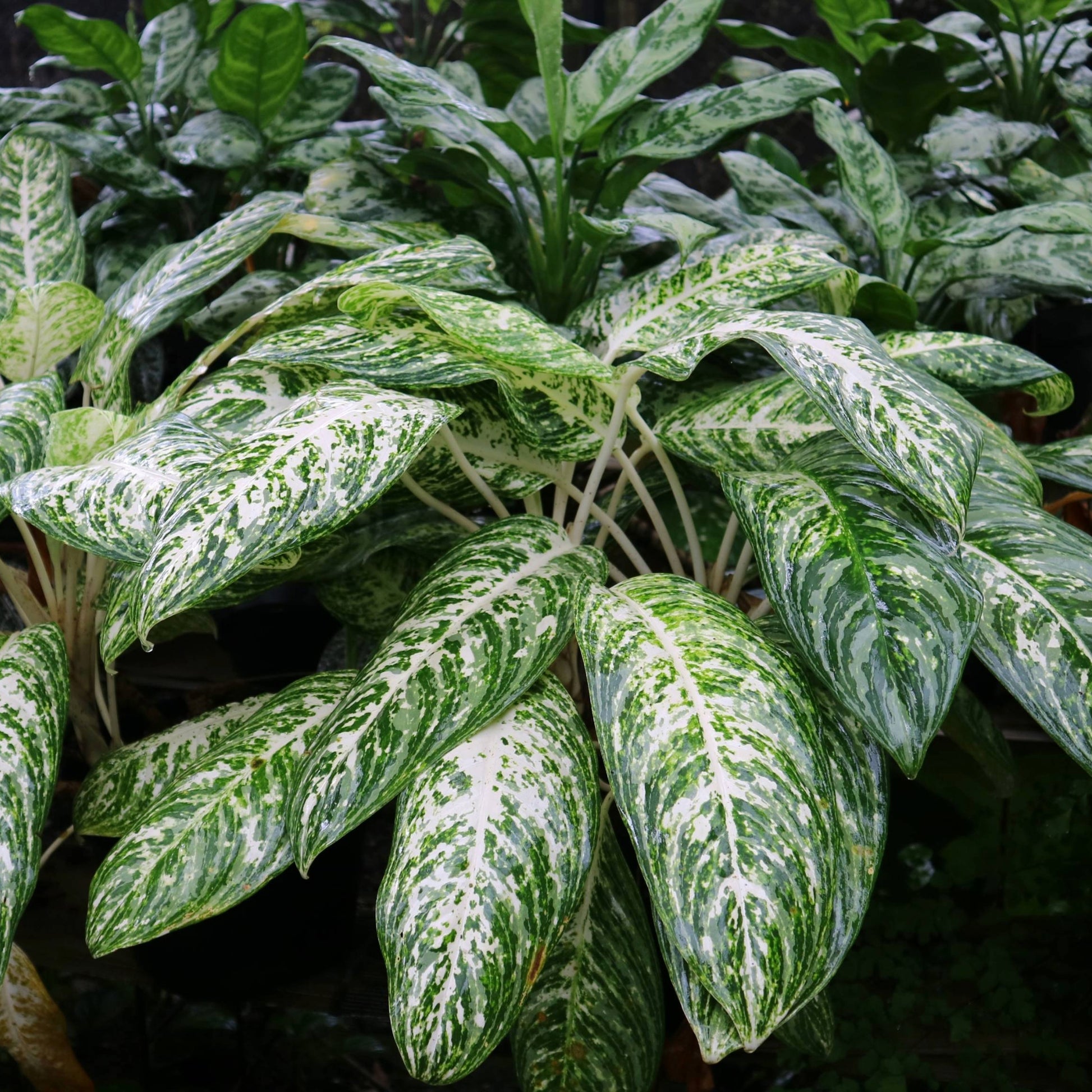 dieffenbachia white dragon Dieffenbachia 'White Blizzard' | Bright Variegated Foliage