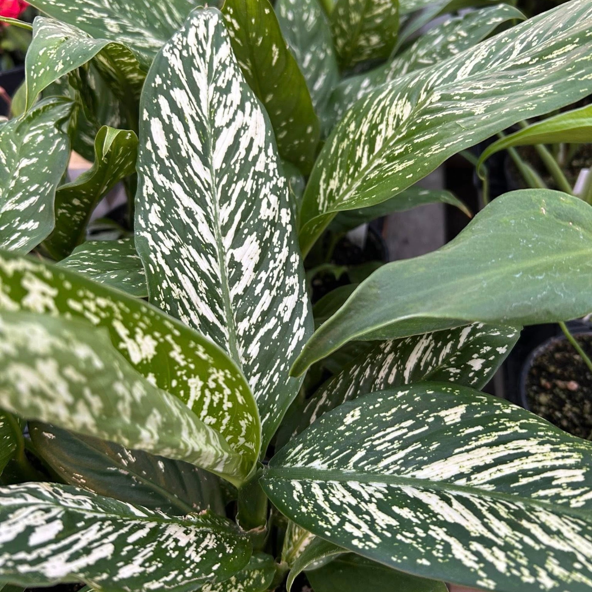 white etna dieffenbachia Dieffenbachia 'White Blizzard' | Bright Variegated Foliage