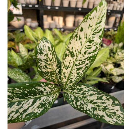 aglaonema dieffenbachia Dieffenbachia 'White Blizzard' | Bright Variegated Foliage