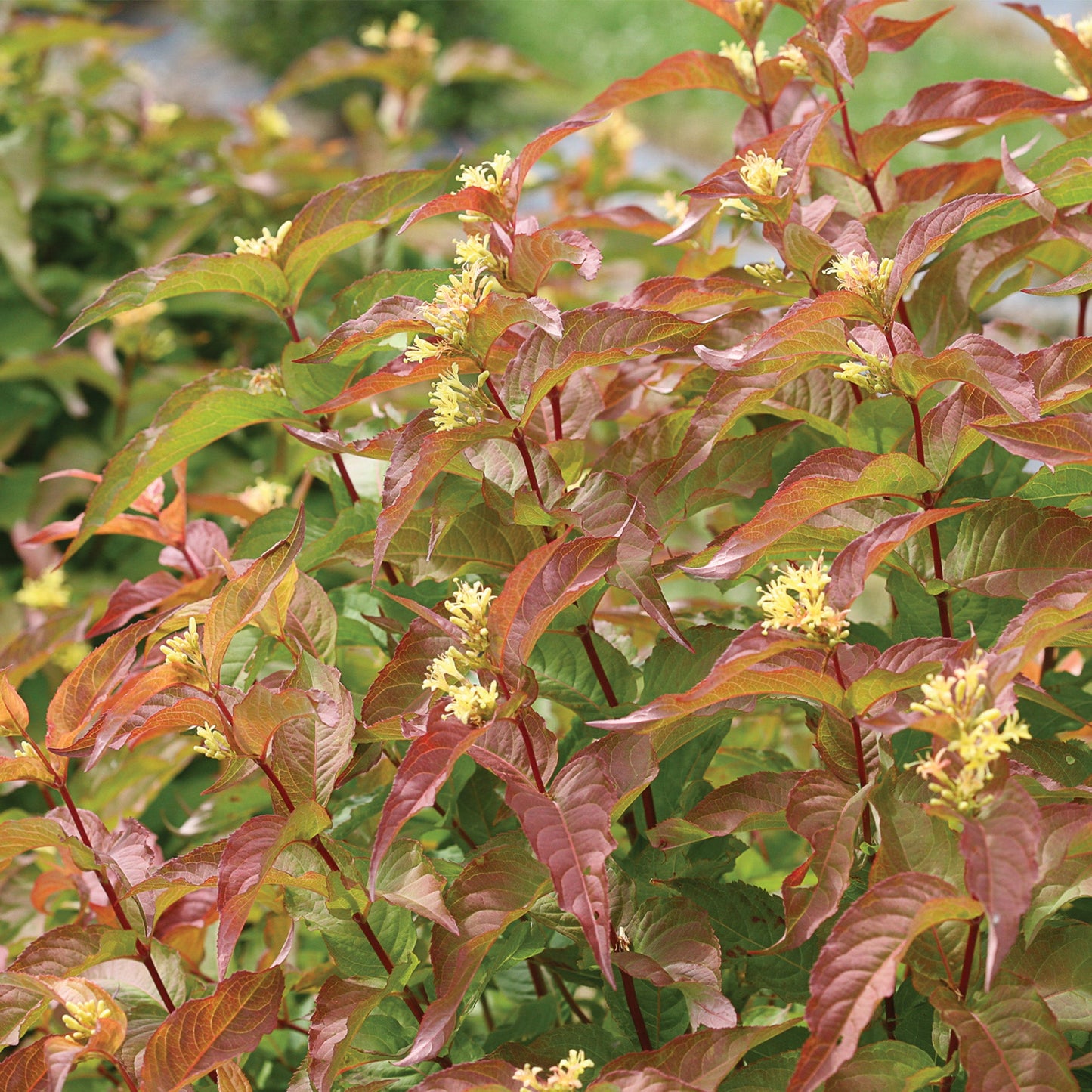 KODIAK® Orange Honeysuckle Bush