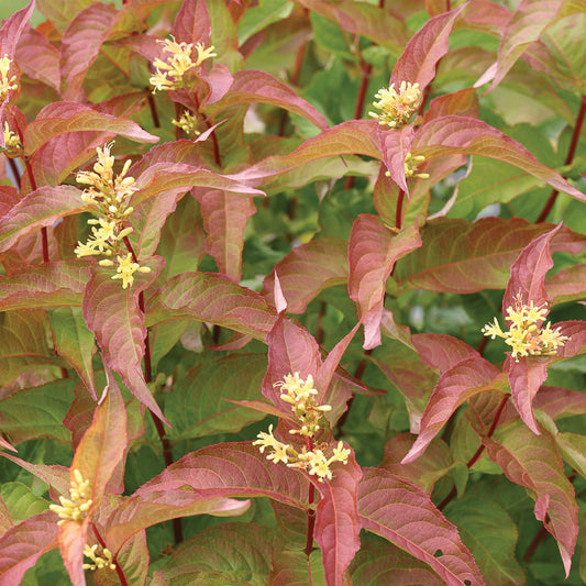 KODIAK® Orange Honeysuckle Bush