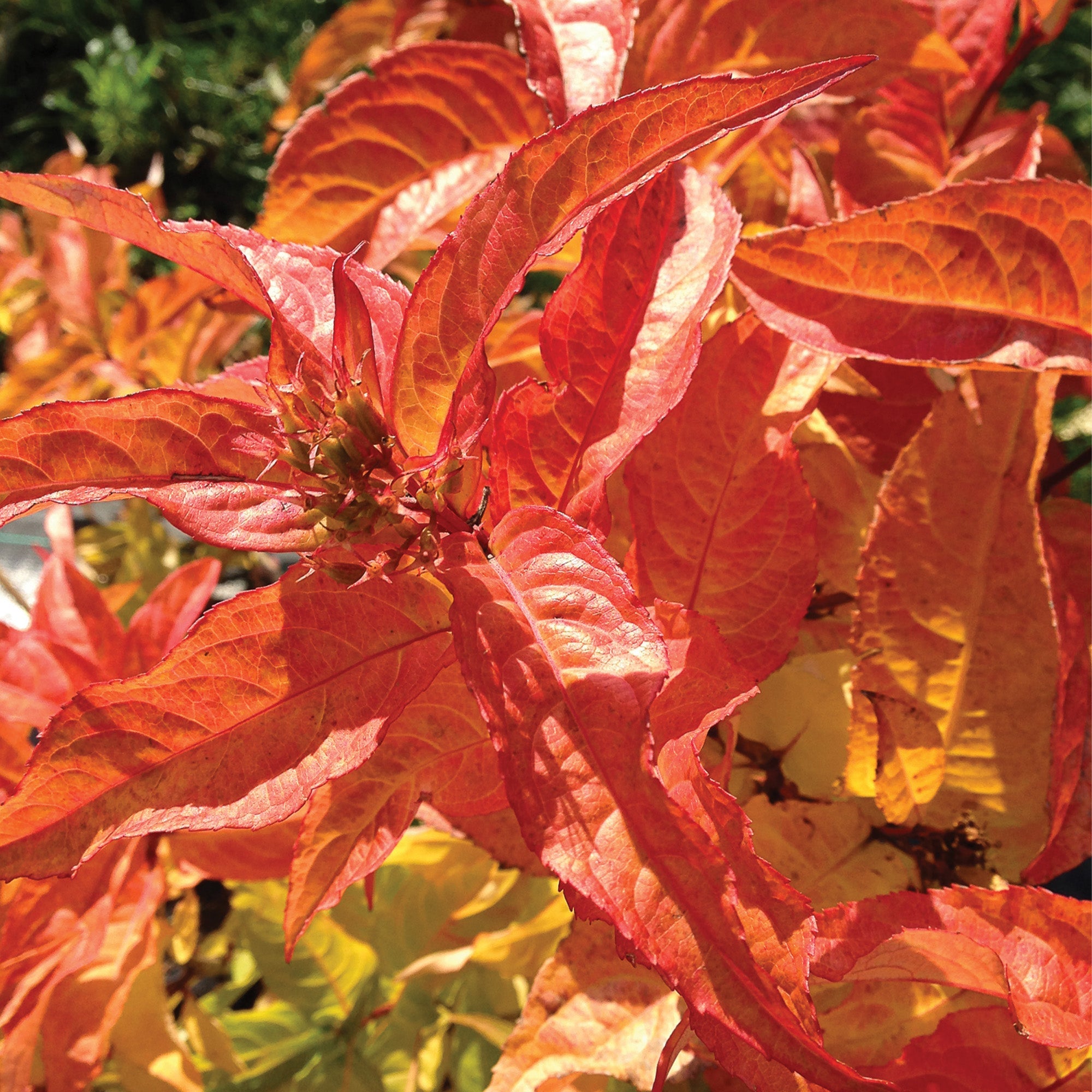 Dierville KODIAK® Orange – Jardineries Botanix