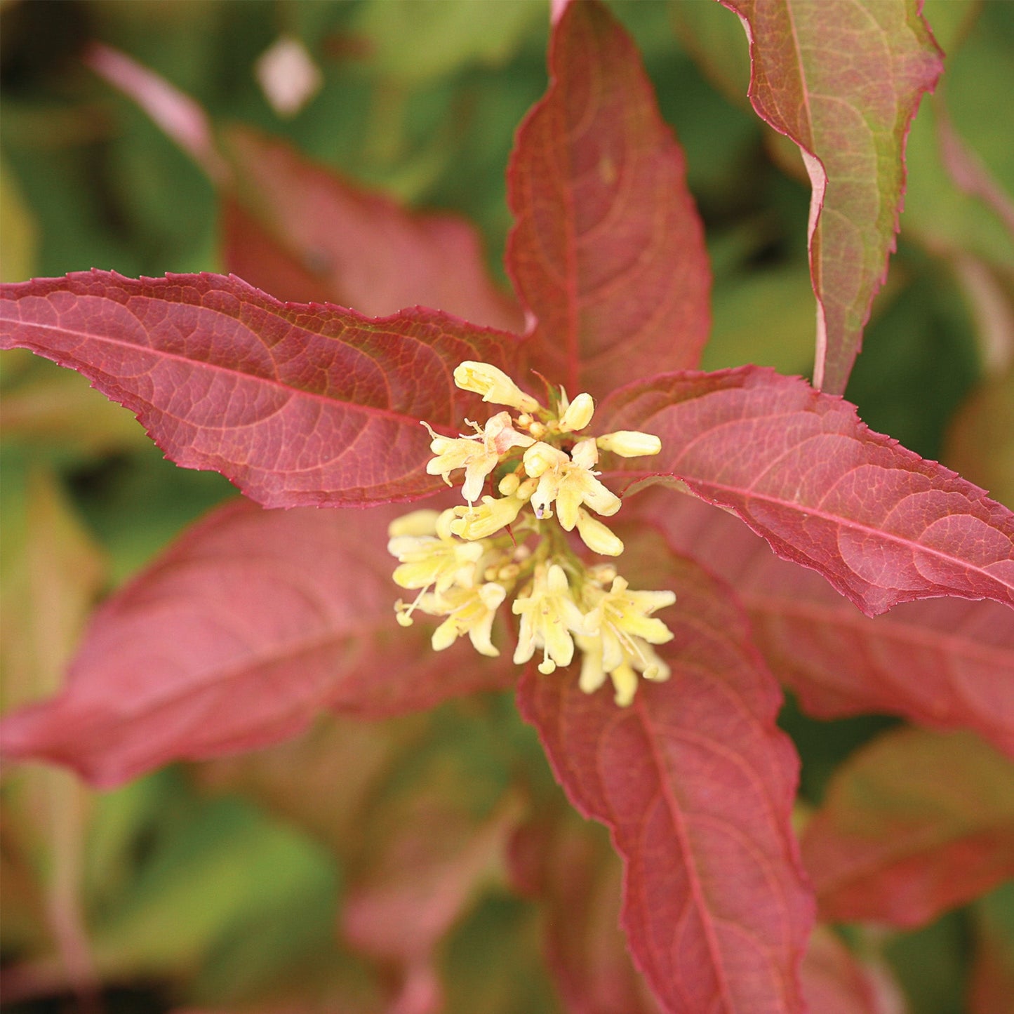 KODIAK® Orange Honeysuckle Bush