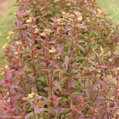 KODIAK® Red Honeysuckle Bush 