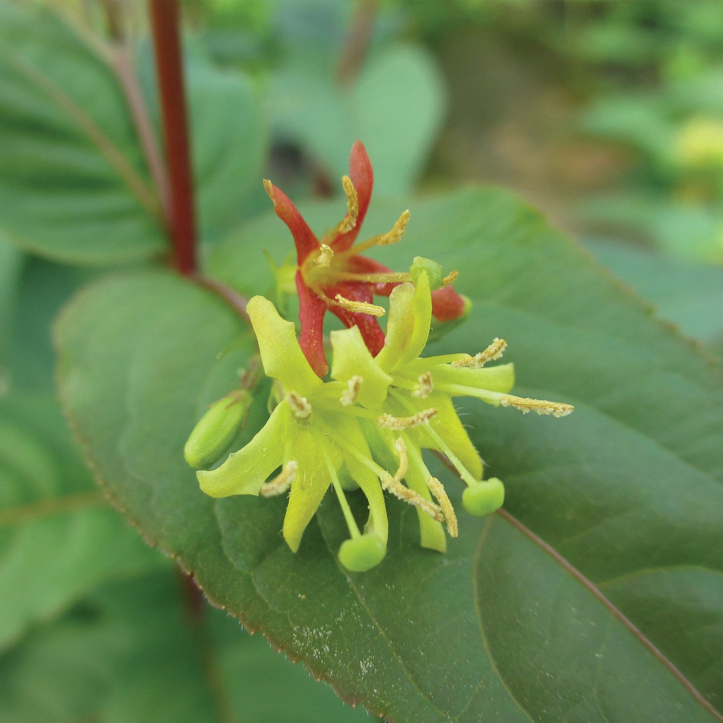 KODIAK® Red Honeysuckle Bush 