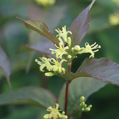 KODIAK® Red Honeysuckle Bush 