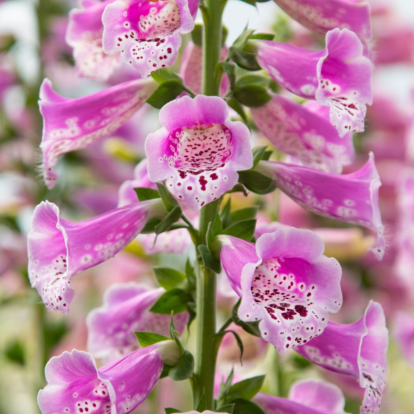 Foxy' Foxglove 