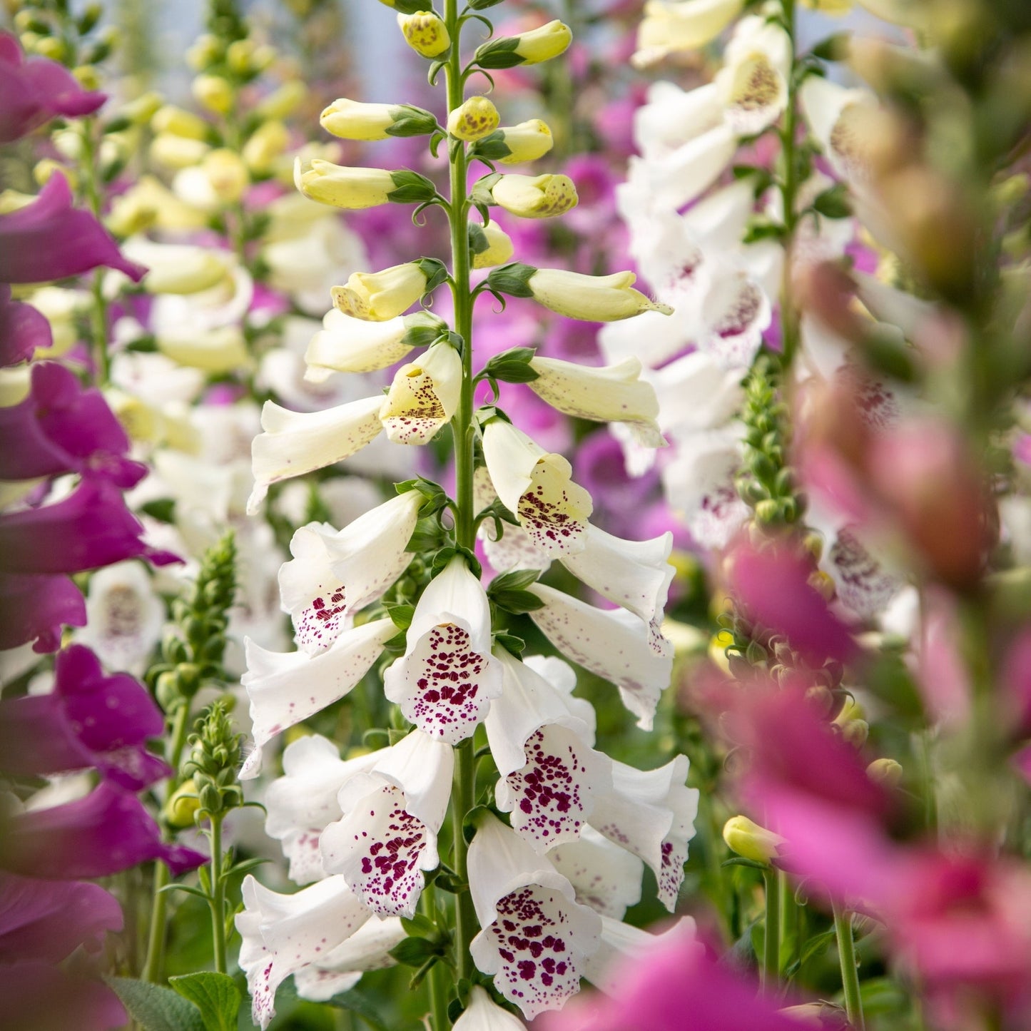 Foxy' Foxglove 