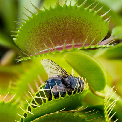 Venus Fly Trap Plant