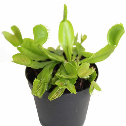 succulent venus flytrap Venus Fly Trap Plant – Jardineries Botanix