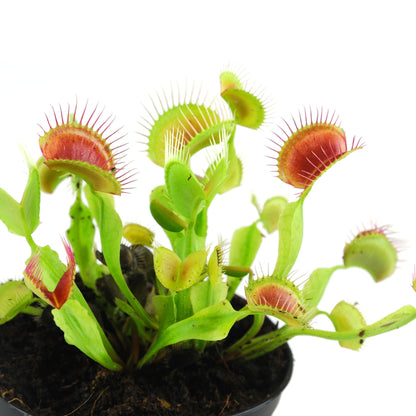 Venus Fly Trap Plant