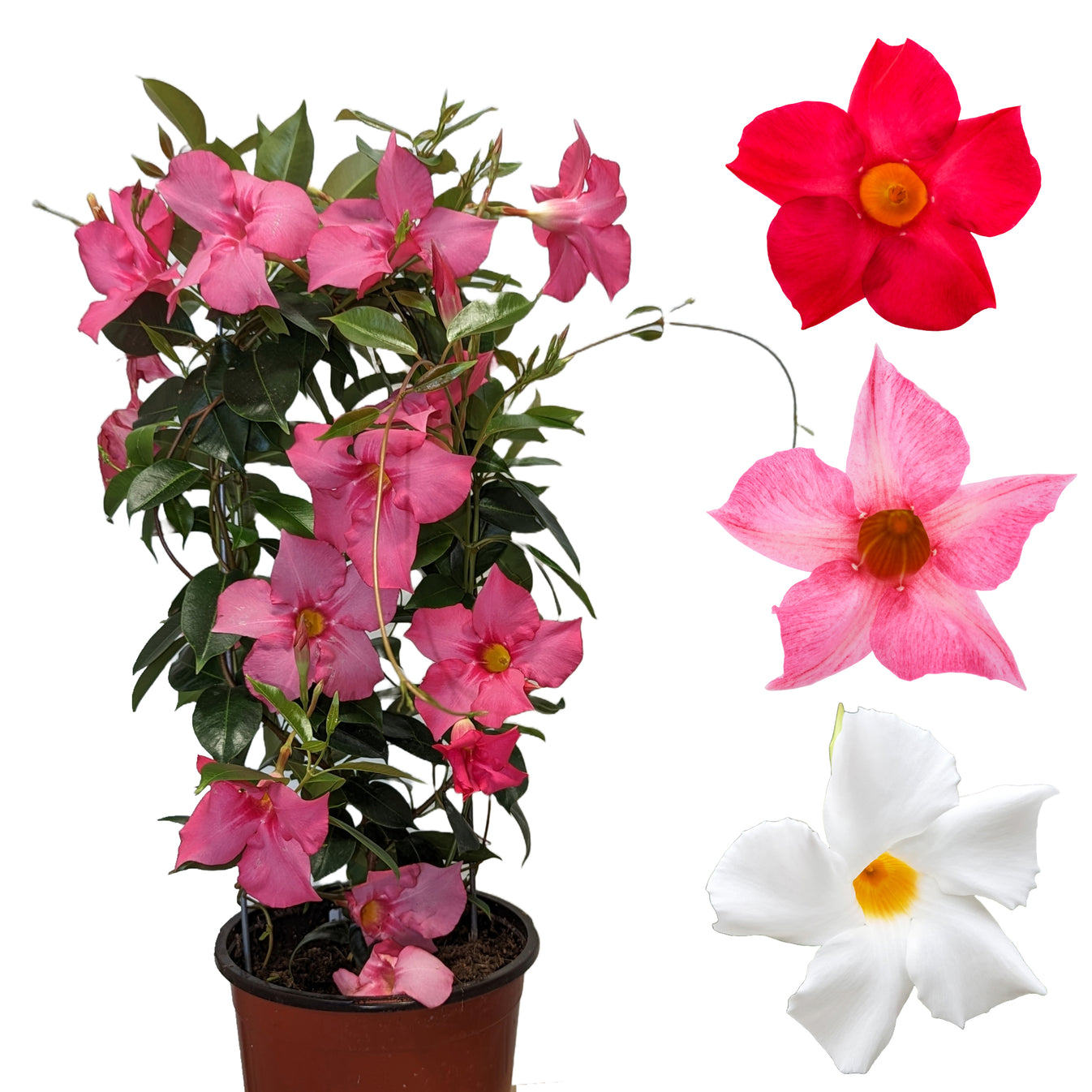 Dipladenia (Mandevilla) sur Teepee La Grimpante Tropicale Idéale pour — free download