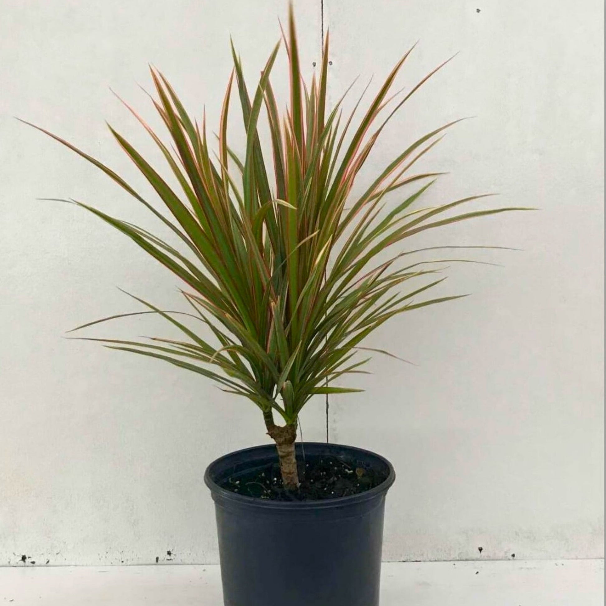red edged dracaena toxic Dragon Tree – Jardineries Botanix