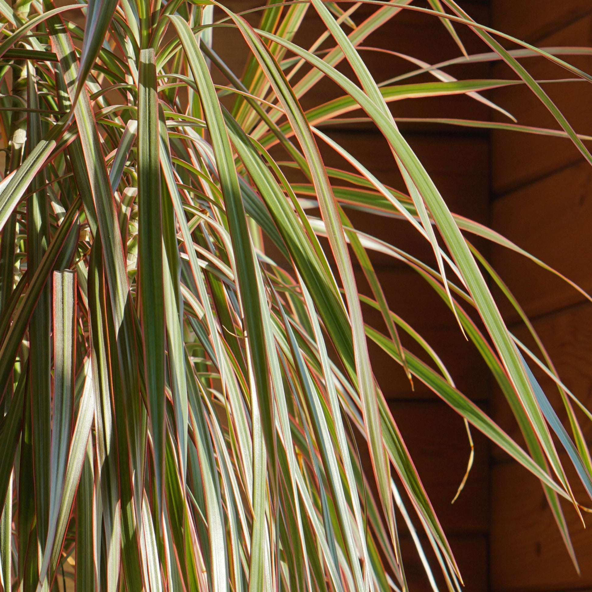 dracaena marginata leaves Dragon Tree – Jardineries Botanix