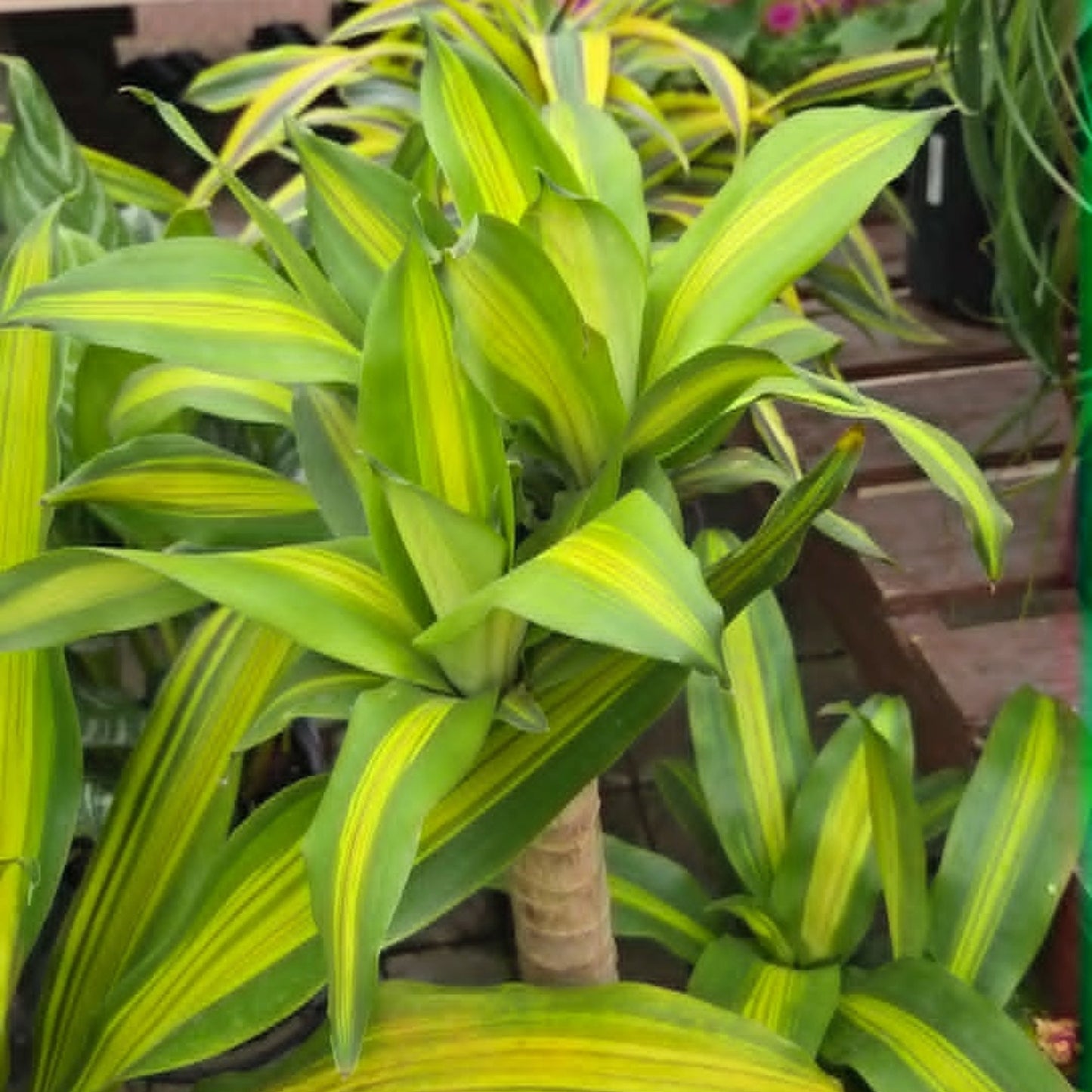 Dracaena fragrans 'Massangeana' - Corn Plant
