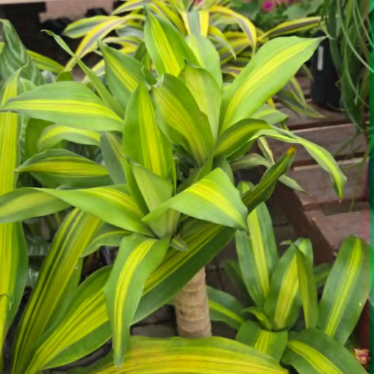 Dracaena fragrans 'Massangeana' - Dragonnier d'Afrique 'Massangeana'